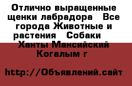 Отлично выращенные щенки лабрадора - Все города Животные и растения » Собаки   . Ханты-Мансийский,Когалым г.